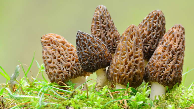 Morel mushrooms in the wild