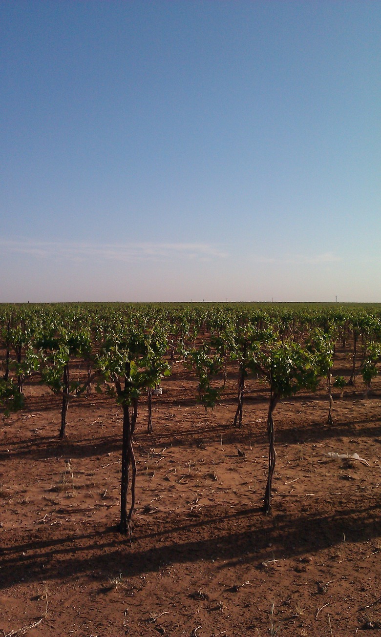 Bluff Dale Winery