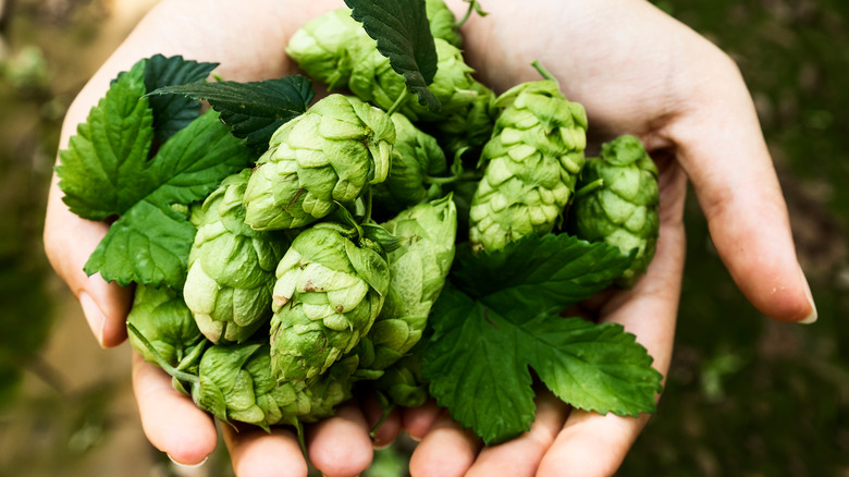 Hops in hand