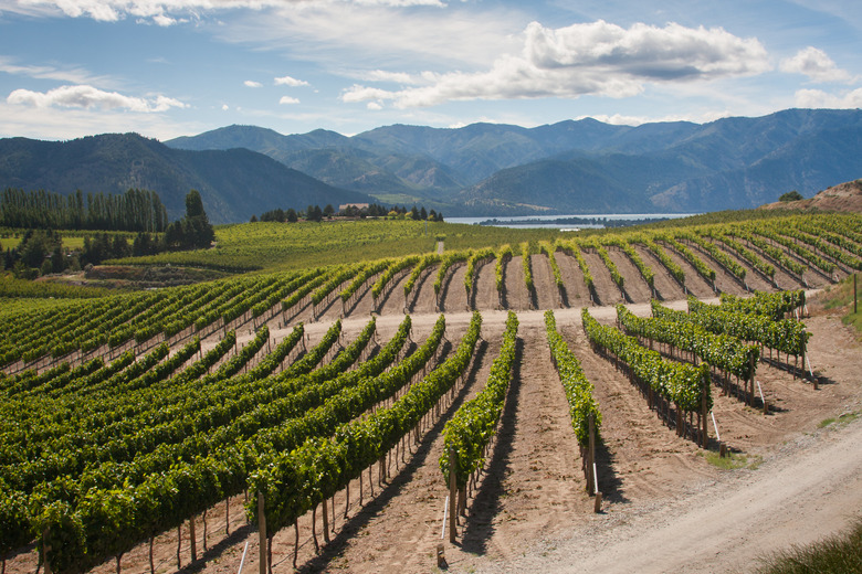 Washington Vineyard