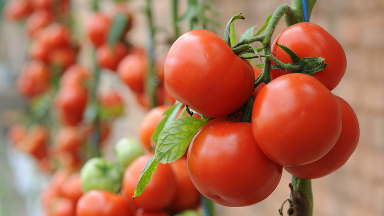 Cluster of red, ripe, and juicy tomatoes