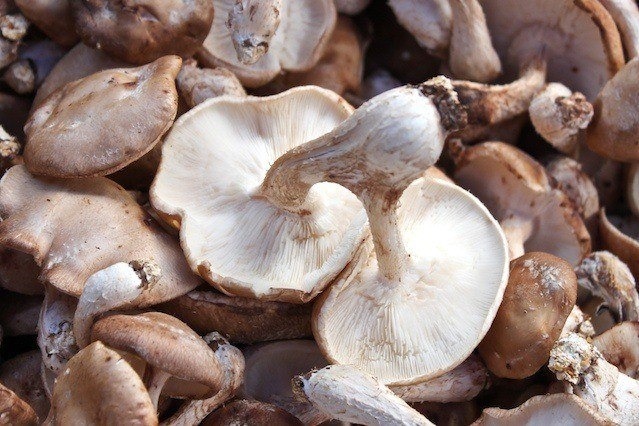 Shiitake mushrooms