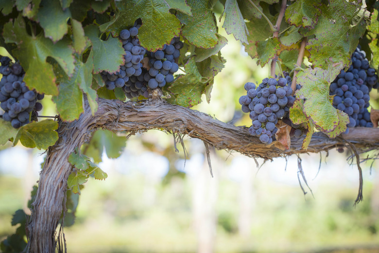 Wine grapes