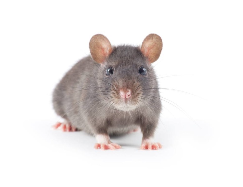 Woman Finds Severed Rat's Head Inside Bread From Her Favorite Bakery