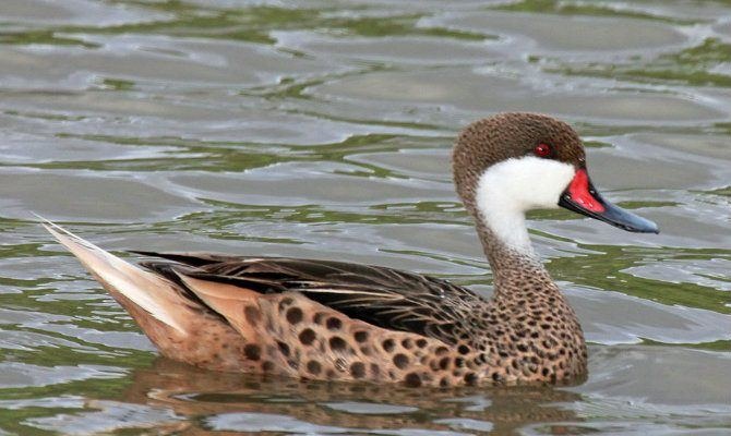 Swimming duck