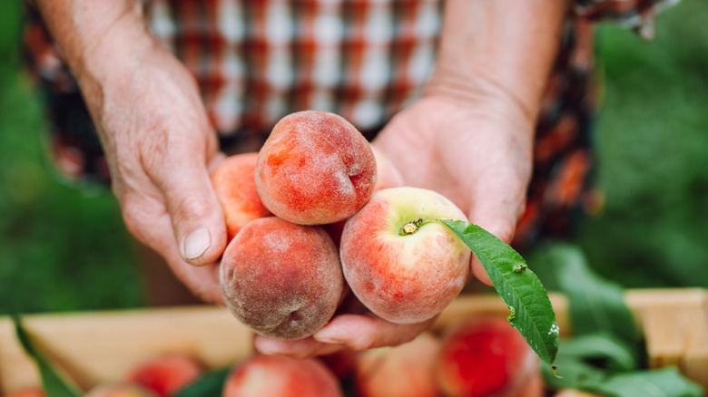 person holding fresh peaches