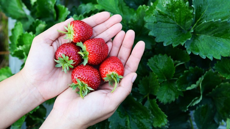 a handful of strawberries