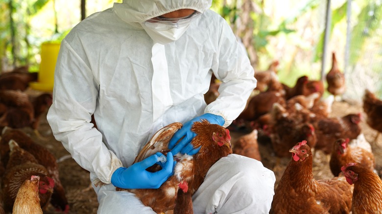 Chickens on a farm 