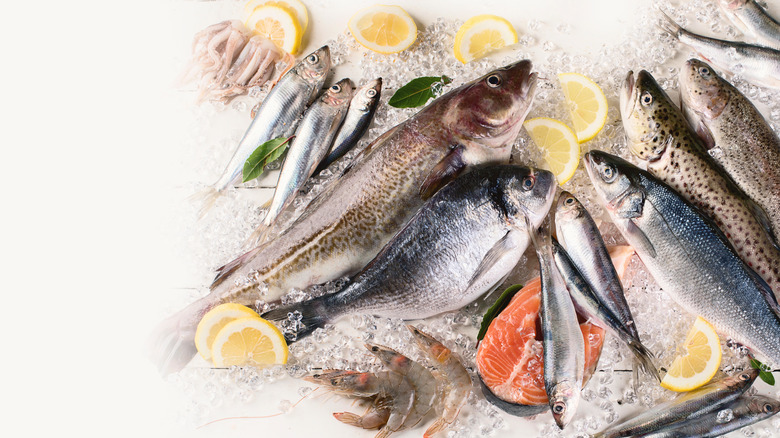 different types of whole fish on ice