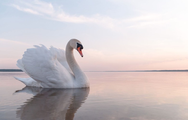 Swan
