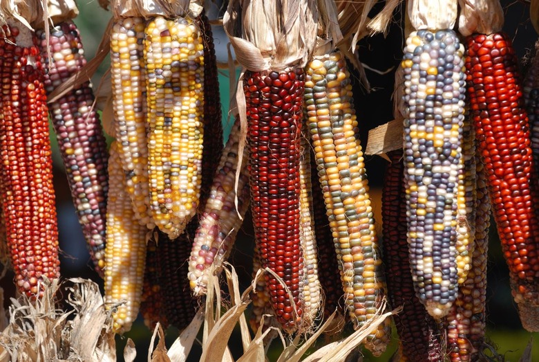 You Won't Believe What The Pilgrims Actually Ate on Thanksgiving