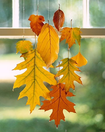 fall leaves