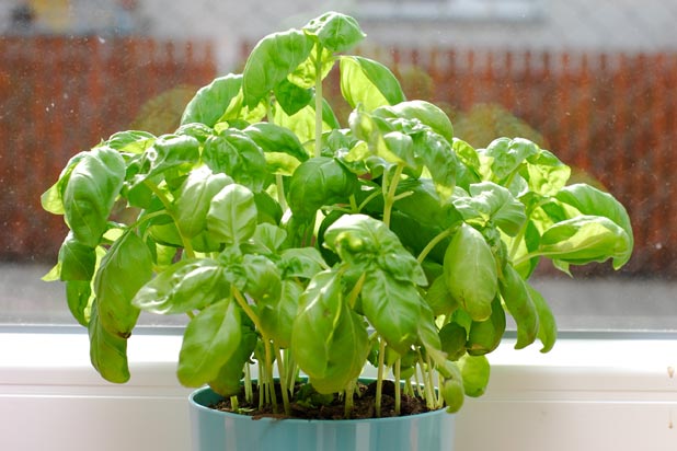 herb garden tips