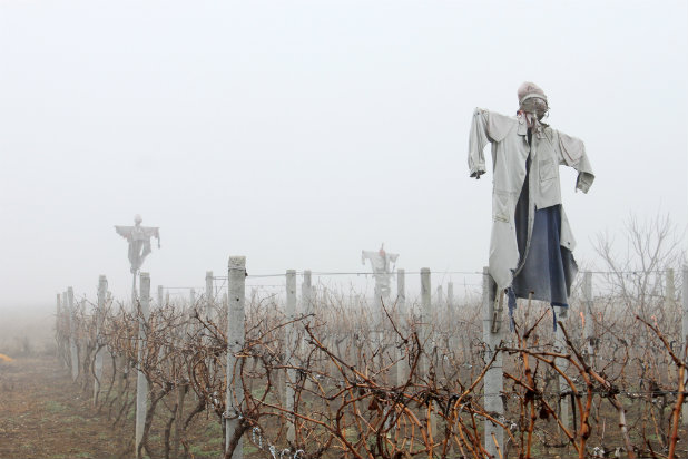 scarecrow