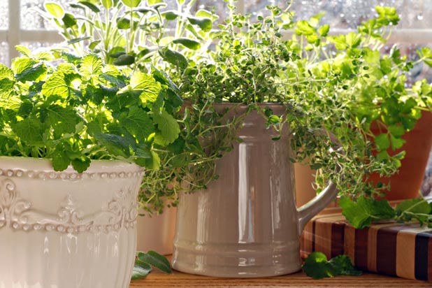 herb garden tips