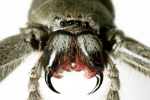 spider 